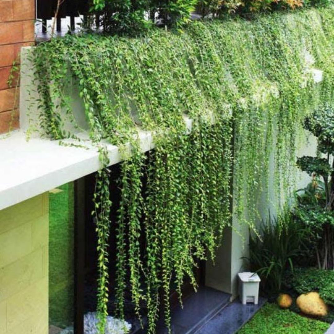 Cây Giả Decor – ‘Vũ Khí’ Trang Trí Sống Ảo Đỉnh Cao Cho Quán Cafe