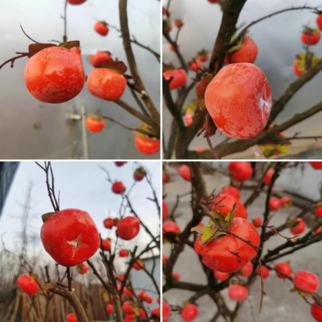 Cây Quả Hồng Giả Trang Trí Ngày Tết Mang Ý Nghĩa Sung Túc