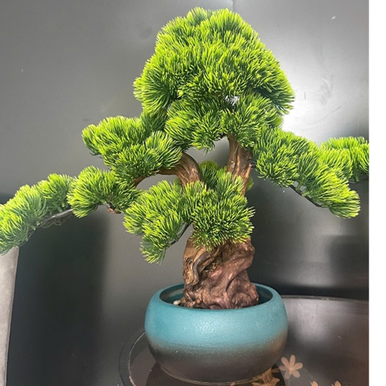 Cây Bonsai Để Bàn – Trang Trí Bàn Làm Việc, Quà Tặng Ý Nghĩa 2011 - Ảnh 3