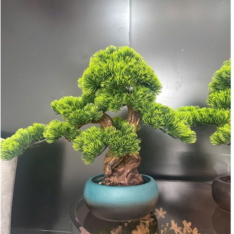 Cây Bonsai Để Bàn – Trang Trí Bàn Làm Việc, Quà Tặng Ý Nghĩa 2011 - Ảnh 2
